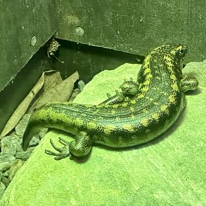 Otago skink (Oligosoma otagense)
