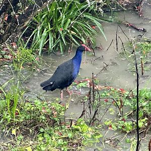 Pūkeko (Porphyrio melanotus)