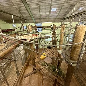 Chimpanzee Night House