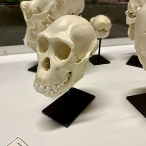 Siamang Skull