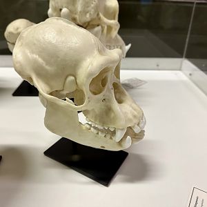 Chimpanzee Skull