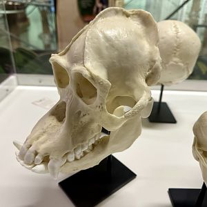 Male Bornean Orangutan Skull