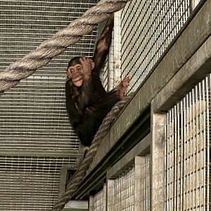 Kendi (Common Chimpanzee)