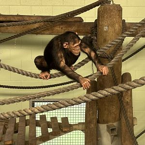 Kendi (Common Chimpanzee)
