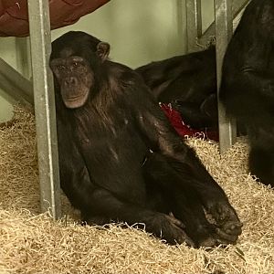 Chiku (Common Chimpanzee)