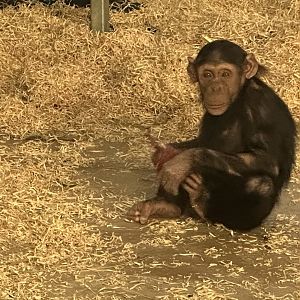 Kendi (Common Chimpanzee)