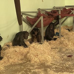 Common Chimpanzee Family