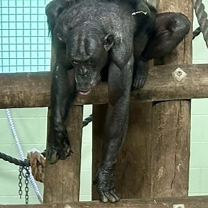 Lucy (Oldest Common Chimpanzee in Australasia)
