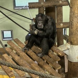 Luka (Common Chimpanzee)