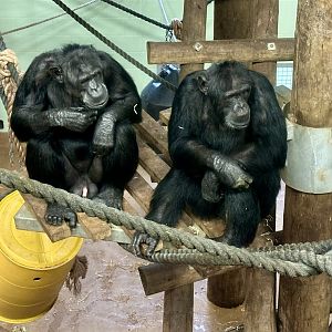 Lucifer and Luka (Common Chimpanzee)