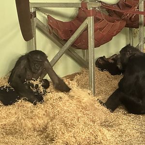 Sanda and Newborn Infant (Common Chimpanzee)
