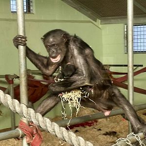 Sanda and Newborn Infant (Common Chimpanzee)