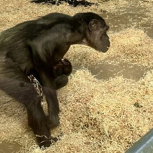 Sanda and Newborn Infant (Common Chimpanzee)