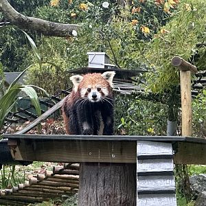Nepalese red panda (Ailurus fulgens fulgens)