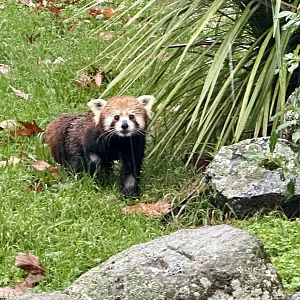Nepalese red panda (Ailurus fulgens fulgens)