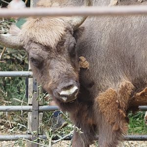 European Bison 1
