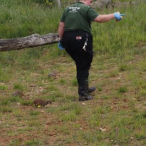 Meerkats With Keeper 1