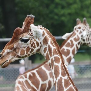 Reticulated Giraffes