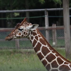 Reticulated Giraffe