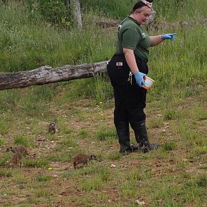 Meerkats With Keeper 2