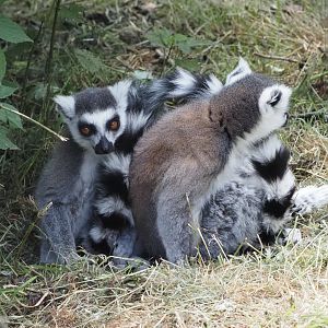 Ring-Tailed Lemurs