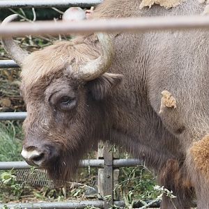 European Bison 2