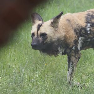 African Wild Dog