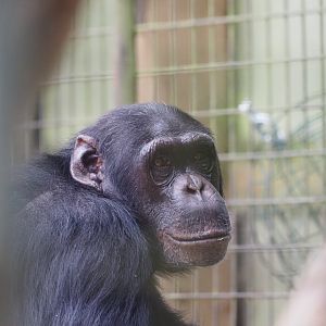 Common Chimpanzee