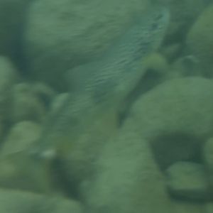 Rhône trout (Salmo rhodanensis(x trutta))