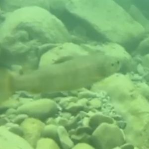 Rhône trout (Salmo rhodanensis(x trutta))