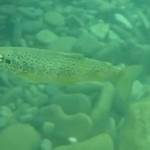 Rhône trout (Salmo rhodanensis(x trutta))