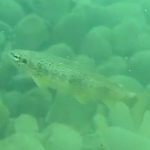 Rhône trout (Salmo rhodanensis (x trutta))