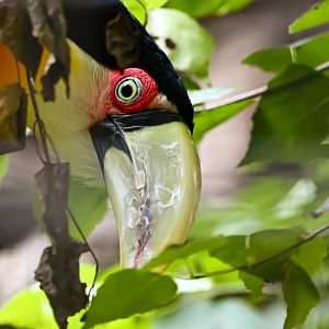 Red-breasted toucan