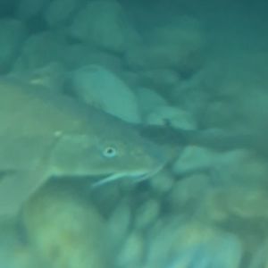Common barbel