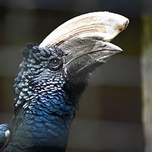 Silvery-cheeked hornbill