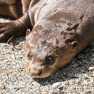 Giant otter