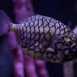 Japanese Pineapple Fish