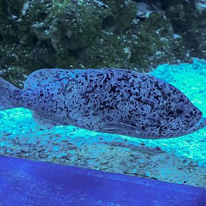 Blue Speckled Grouper