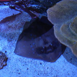 Blue Spotted Maskray