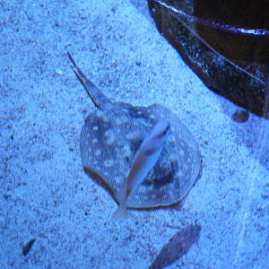 Yellow Stingray