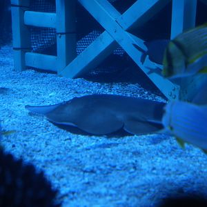 Giant Shovelnose Ray