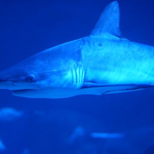 Grey Reef Shark