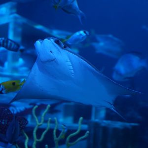 Atlantic Cownose Ray