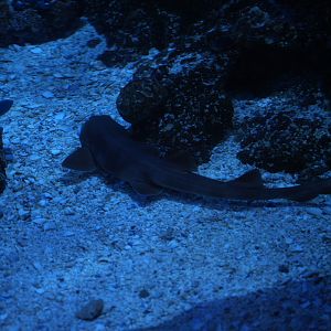 Brown-banded Bamboo Shark