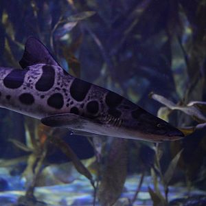 Leopard Shark