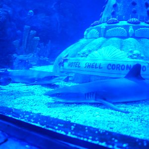 White-tip Reef Sharks