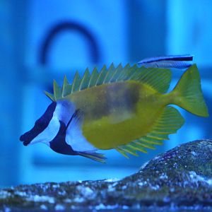 Foxface Rabbitfish & Blue Streak Cleaner Wrasse