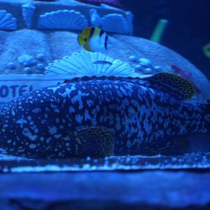 Queensland Grouper (juvenile)