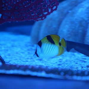 Falcula Butterflyfish