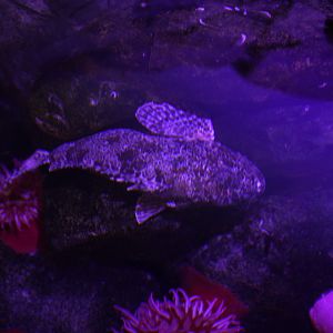 California Scorpionfish